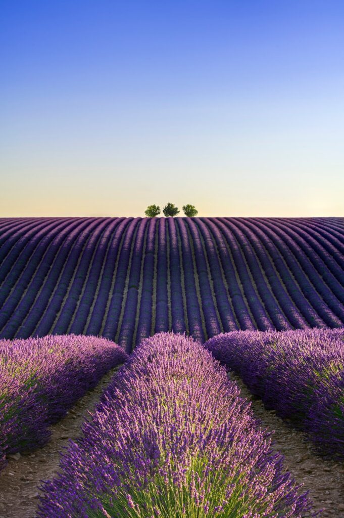 visite plateau de lavande en provence