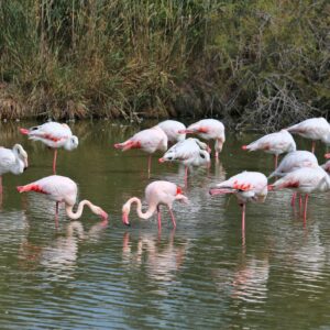 ✨ Camargue Photo Safari Experience