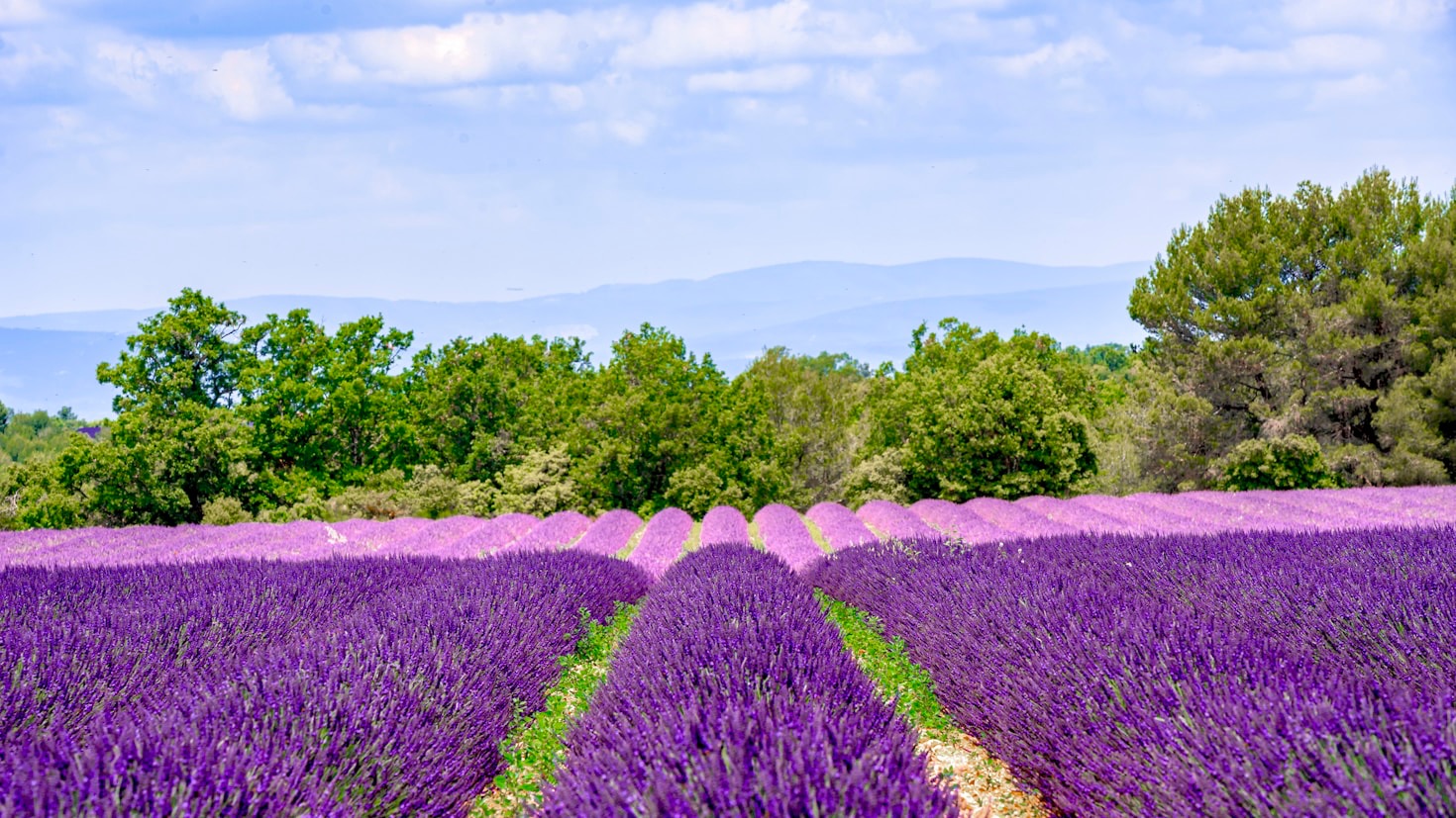 Les 5 meilleures expériences luxueuses en Provence