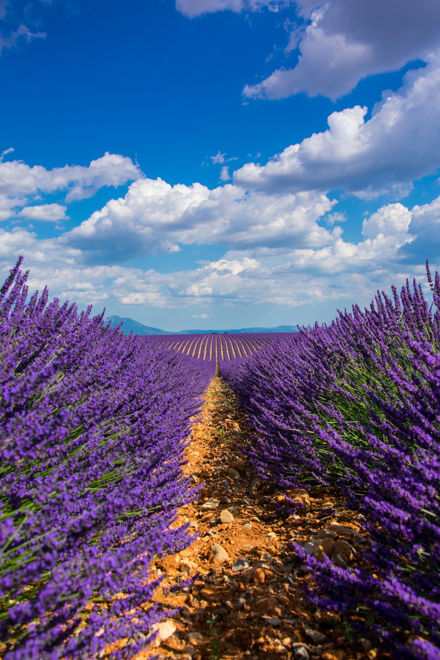 Le guide ultime des visites authentiques en Provence