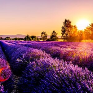 Lavender Fields Experience